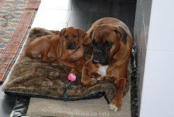 20110109_Makakadi_Macuma 2 Mon_mit Boxer Cosima_288